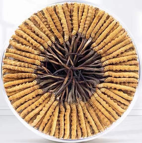 白山冬虫夏草回收